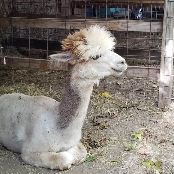 Meet your Posher, Adrian - Picture 1 of 1